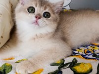 Blue golden dişi yavru british shorthair