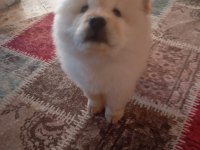 Chow chow köpeği