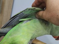 5 Aylık El Beslemesi Erkek Alexander Jumbo Boy Full Evcil