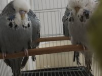 Show Jumbo Takım Yavru Muhabbet Kuşu