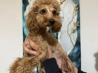 A kalite toy poodle