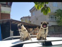 PUG MOPS ücretsiz Açıklamayı okuyun