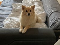 Sevecen pomeranian köpeği