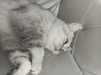 Satılık 10 aylık erkek gri/beyaz british shorthair