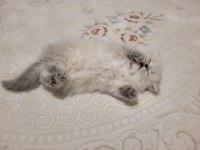 Erkek Yavru British Longhair
