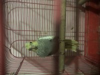 Evcil 50 Günlük Bilezikli Ev Üretimi Sultan Papağanı
