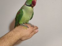 Acil satılık iskender papağanı