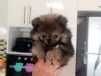 1,5 Aylık Erkek Pomeranian Bebeğimizi Veriyoruz