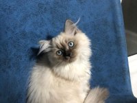 British longhair yeni yuva arıyoruz