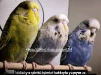 Çocuklar için sağlıklı tertemiz muhabbet kuşları