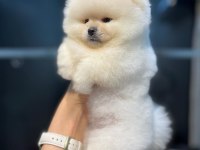 0 numara pomeranian boo teacup