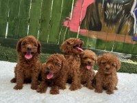 GÜZELLİK ABİDESİ ERKEK DİŞİ POODLE KÖPEKLER
