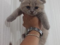 Gri scottish fold bebiş ilanda
