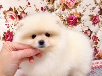 BİBLO POMERANİAN BOO