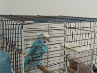 ACİL SATILIK MUHABET KUŞU