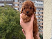 Toy Poodle Yavru Köpekler