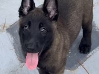 Belçika Kurdu Köpeği