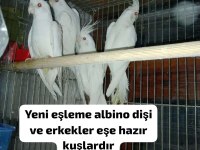 Albino İster Tek İster Takım Sultan Papağanı