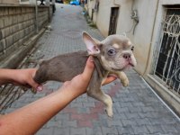 Son 2 sağlam kan french bulldog