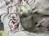 British longhair 2 aylık