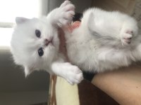 British Longhair yavrular