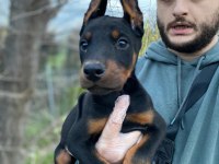 Asil bakışlı Doberman yavrularım