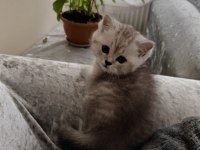 Tonton British Shorthair Yavrular