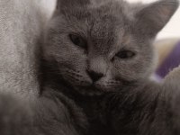 Gri dişi british shorthair