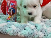 45 günlük maltese terrier bebekler