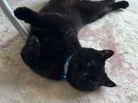 British shorthair çok sakin