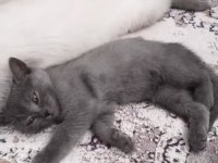 Erkek British Shorthair