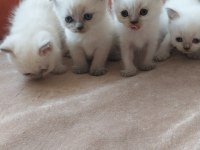 British Shorthair Yavrularım Yuvalarını Bekliyor