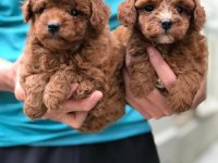 KORE KAN TOY POODLE BEBEKLERİMİZ MEVCUT