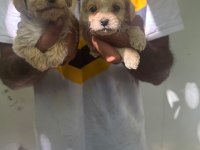 Maltipoo yavrularımız