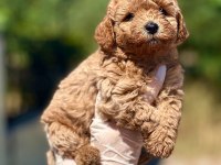 45 günlük orijinal toy poodle yavrumuz