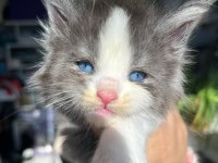 Maine Coon Rengarenk Minik Devler