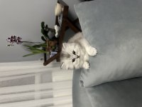 Safkan chinchilla yavrular için iletişime geçebilirsiniz