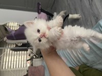 Safkan british shorthair-longhair