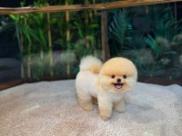 Güvenle Pomeranian Sahiplenin 7/24 Deste