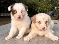 Ultra kalite border collie yavrularımız