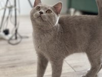 British Shorthair Mama Karşılığı Sahiplendirme