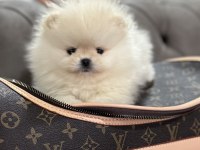Orjinal Teacup Erkek Pomeranian