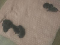 Yeni doğmuş british shorthair yavrularımız