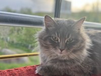 Kedimi sahiplendirmek istiyorum tüm her şeyi ücretsiz