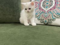 Pamuk Prenses British Shorthair