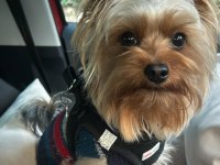 Teacup Morkie Büyümesi Boyutu Durdu