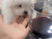 Baba Kore maltese terrier