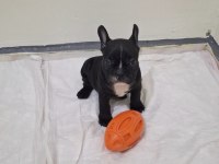 SAFKAN SON ERKEK FRENCH BULLDOG YAVRUMUZ