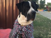 Cane corso eş aranıyor