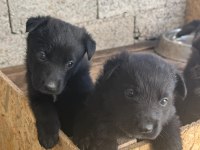 A Kalite Sable ve Solid black Alman Çoban Köpeği Yavrular